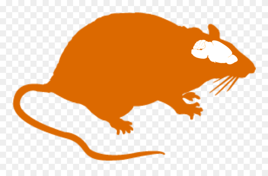 Rat Brain Clipart - Png Download