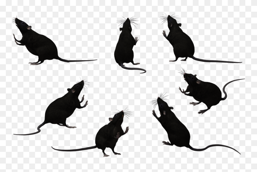 Whiskers Black Rat Laboratory Rat Mouse Rodent - Rats Clipart Black And White - Png Download