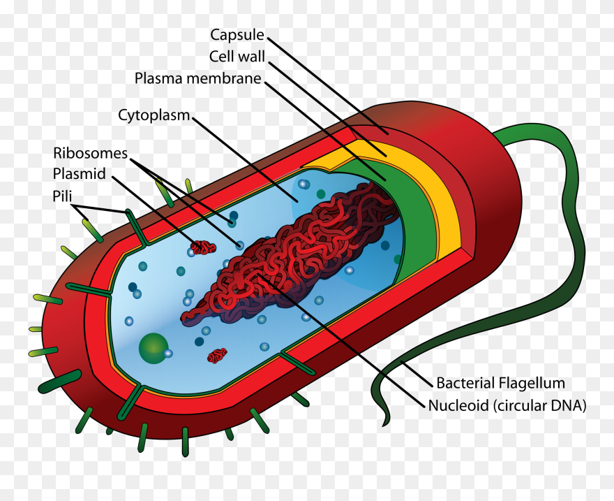 Plasma Membrane In Cell Clipart