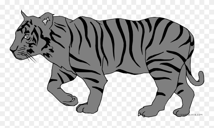Animal Free Black Images - Tiger Sketch For Coloring Clipart
