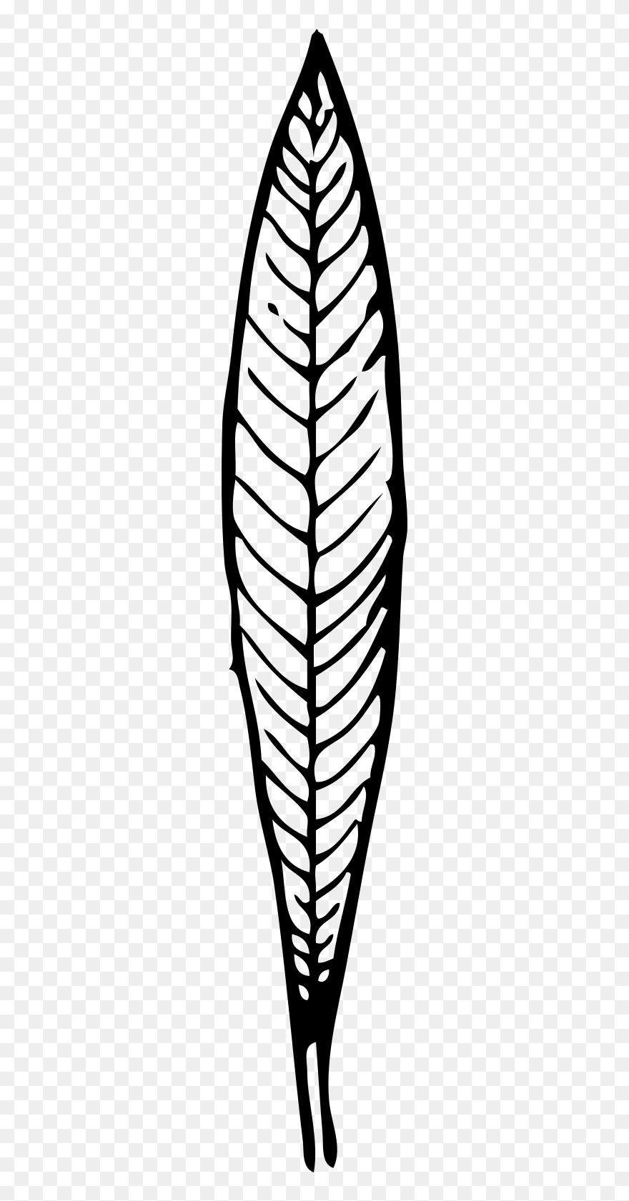 Oleander Leaf Drawing Clipart