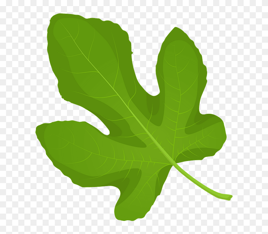 Common Fig Spring Leaf Clipart - Maple Leaf - Png Download