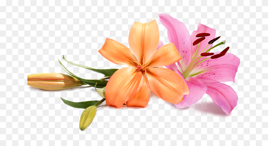 Wedding Flowers Png - Peach Wedding Flower Png Clipart