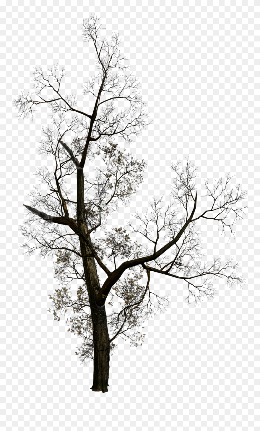 Dead Tree Silhouette Png Download - Tree Fake Branchy Png Clipart