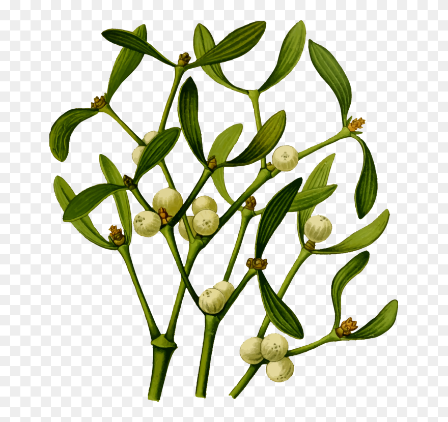 Plant,flora,commodity - Mistletoe Plant Png Clipart