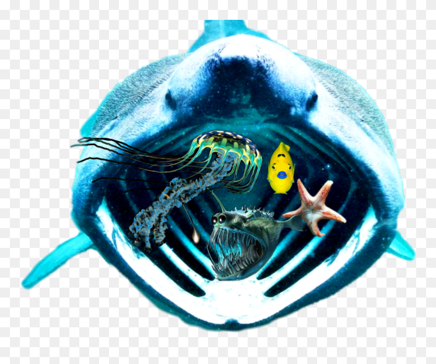 #scseacreatures #shark #anglerfish #jellyfish #starfish - Marine Biology Clipart
