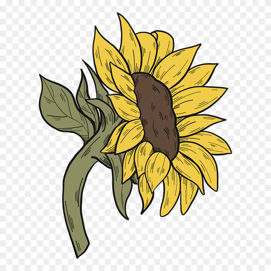Free Free 74 Vector Clipart Sunflower Png SVG PNG EPS DXF File