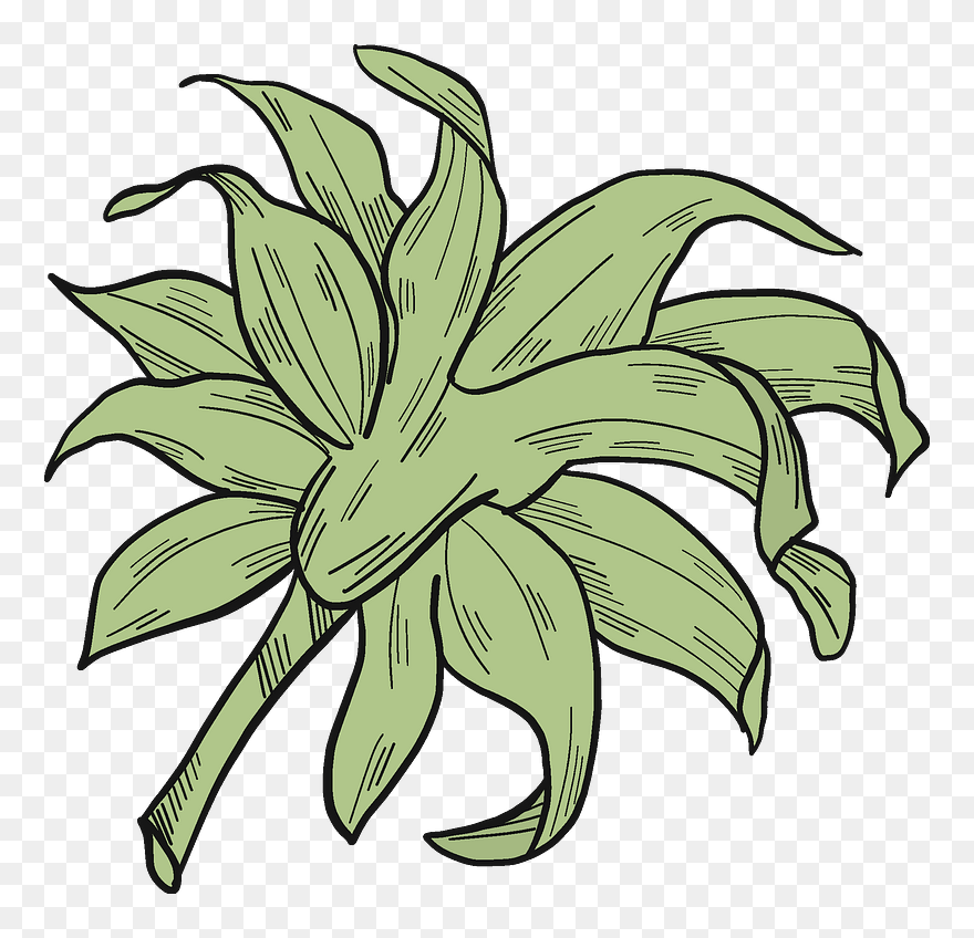 Lily Family Clipart