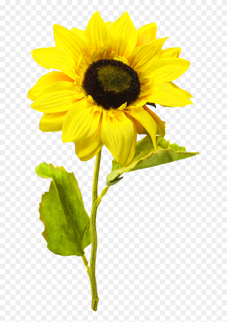 Download For Free Sunflower Transparent Png Image - Transparent Images Background Sunflower Png Transparent Clipart
