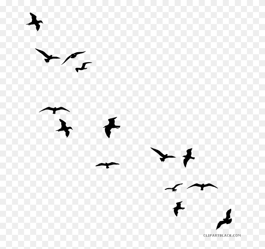 Transparent Flying Bird Clipart Black And White - Birds Silhouette Png