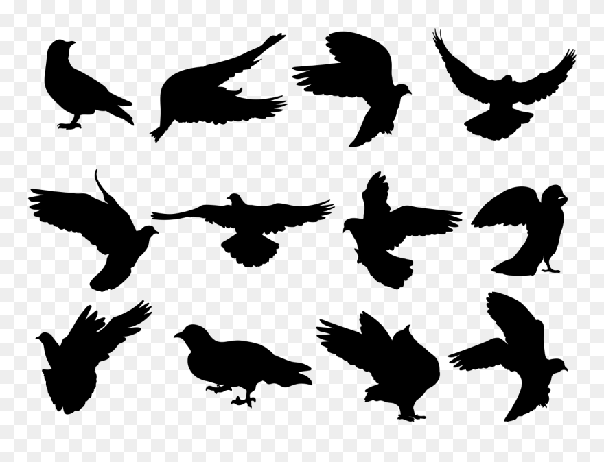 Bird Silhouette Clip Art - Paloma Silueta Vector - Png Download