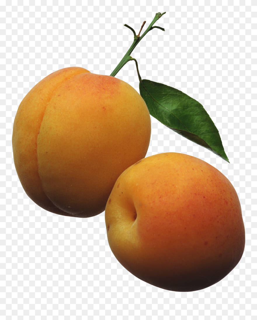 Transparent Fruit Tree Png - Apricots Clipart