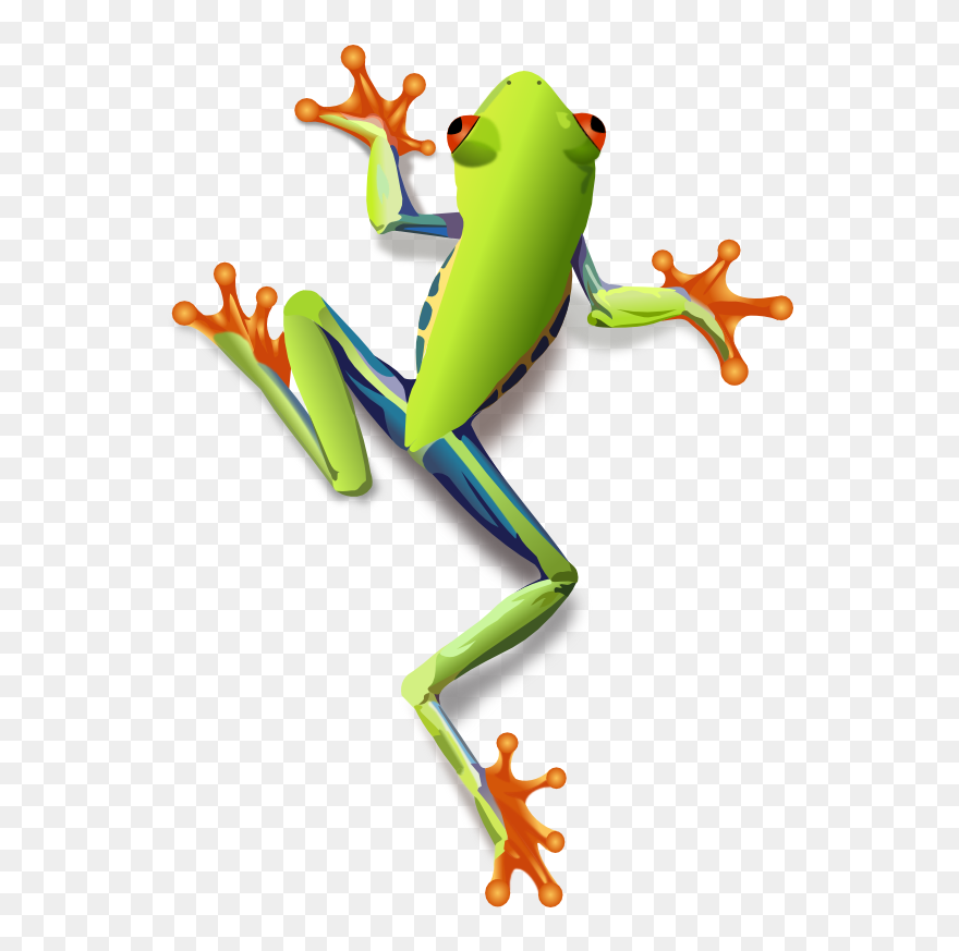 Clipart Frog Tree Frog, Clipart Frog Tree Frog Transparent - Tree Frog Clipart - Png Download