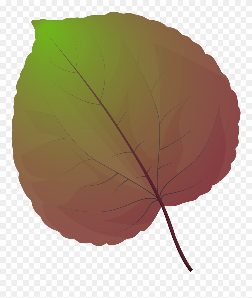 Beech Clipart