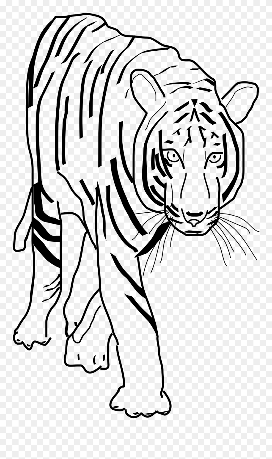 Clip Art Black And White Tiger - Png Download