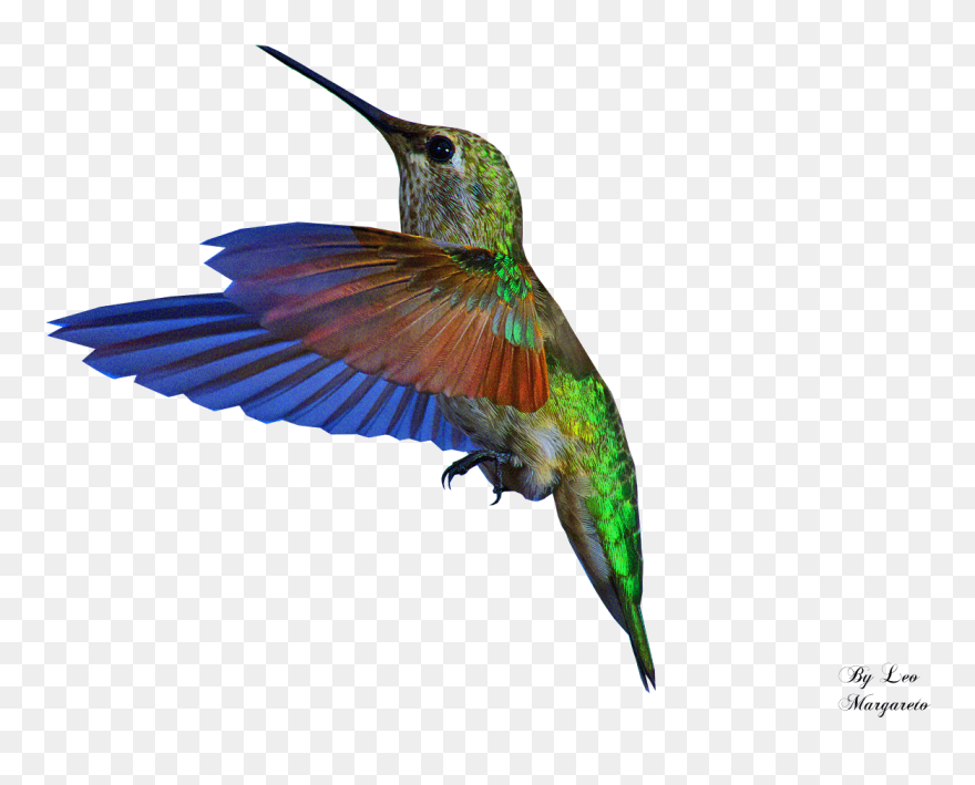Bee Hummingbird Gif Portable Network Graphics - Transparent Background Gif Bird Clipart