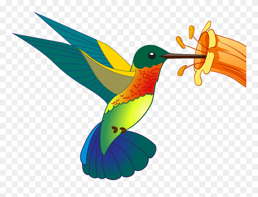 Ruby-throated Hummingbird Clipart