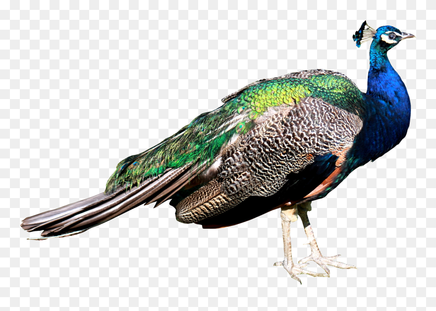 Peacock Clipart Female Peacock - Peacock Images Png Transparent Png