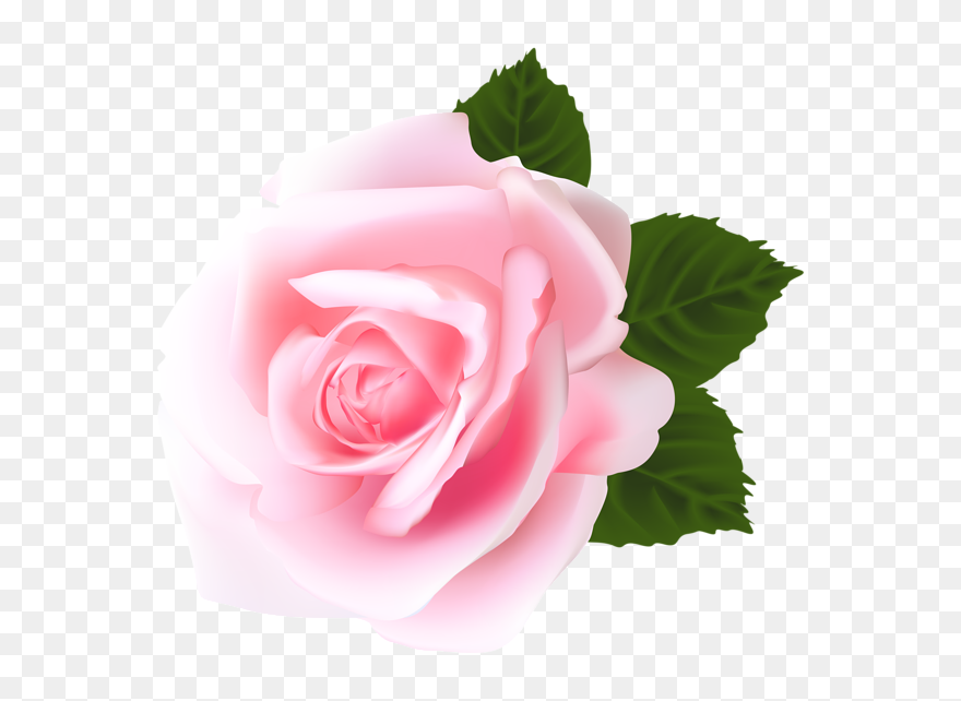 Rose Rose Flower Png Clipart