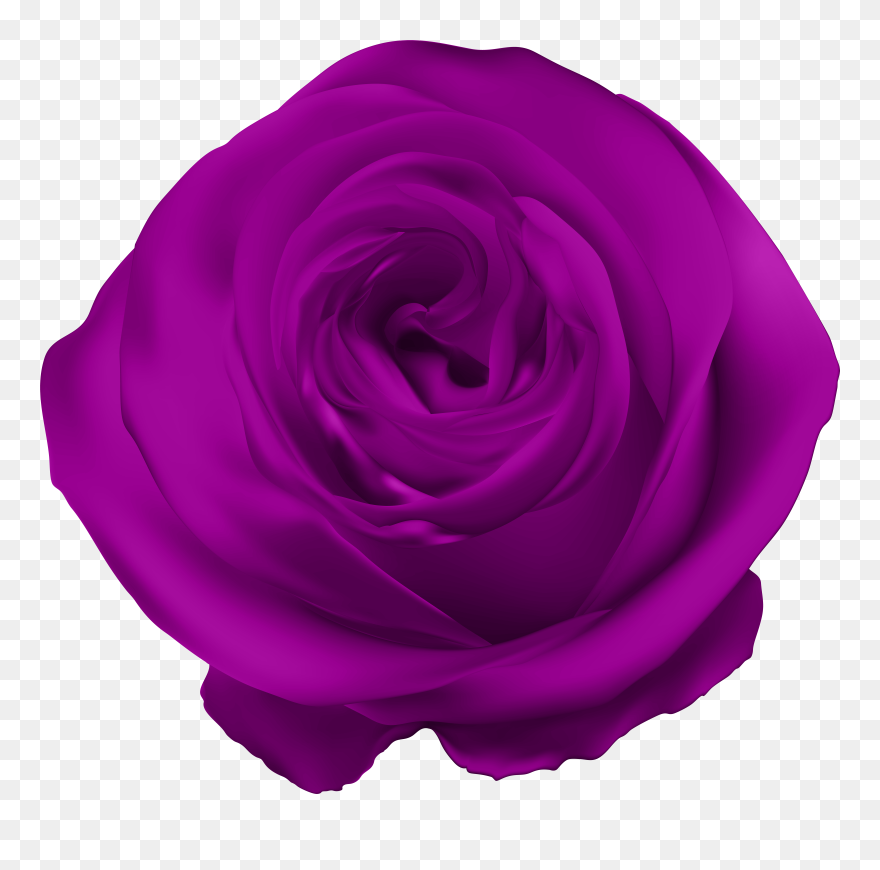 Purple Rose Png Clip Art Transparent Png