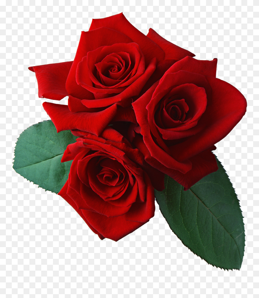 Pink Rose Clipart Invisible Background - Red Roses Transparent - Png Download