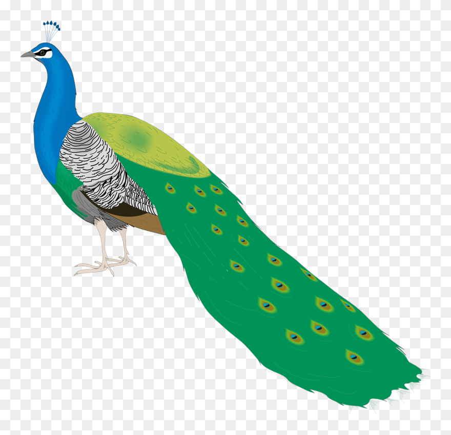 Bird Peafowl Clip Art - Beautiful Peacock Images For Drawing - Png Download