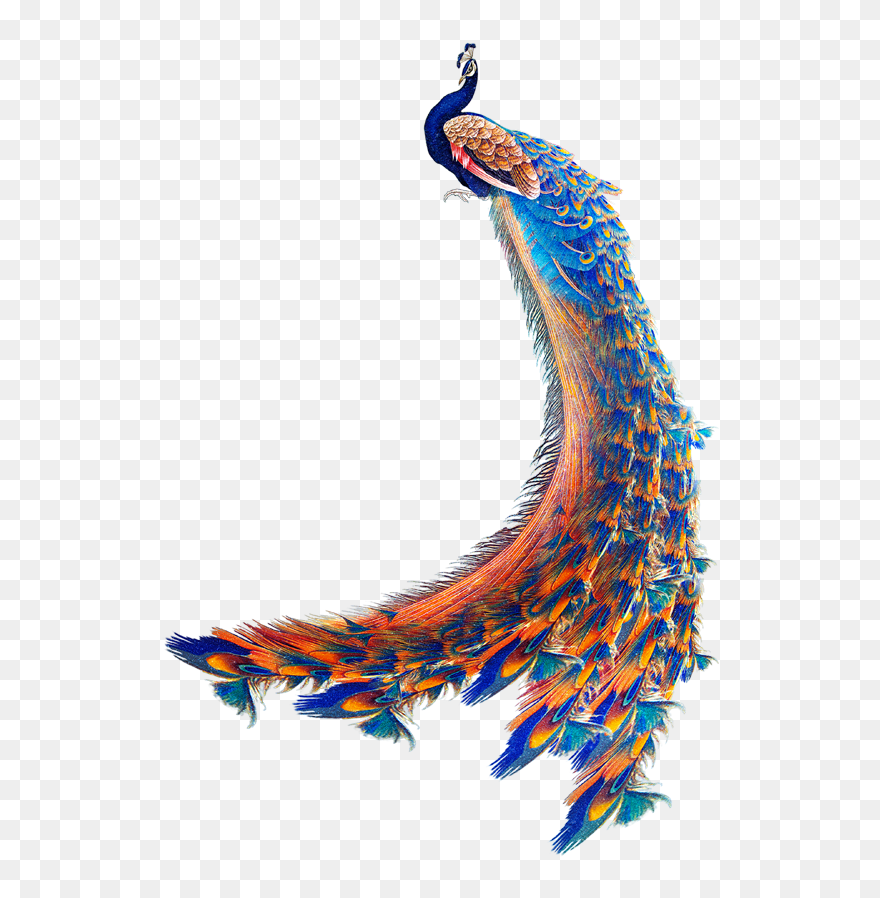 Peacock Wallpaper Png Clipart