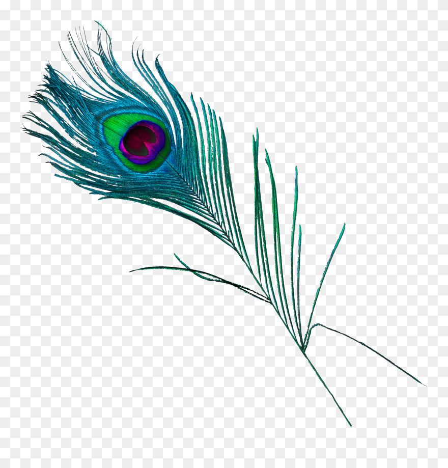 Feather Peafowl Clipart