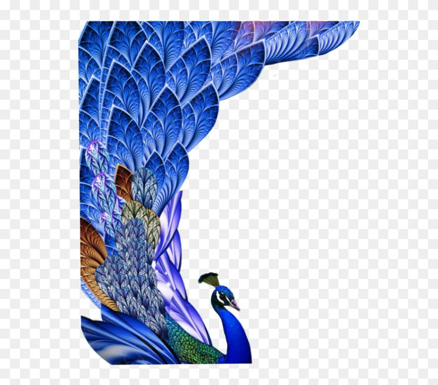 #peacock #bird #birds #animal #feather #feathers #freetoedit - Peacock Feather Images Hd Free Download Clipart