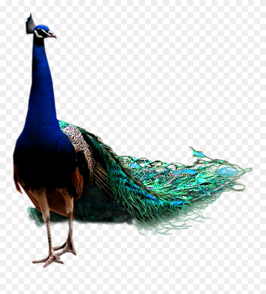 Peacock Png Clipart