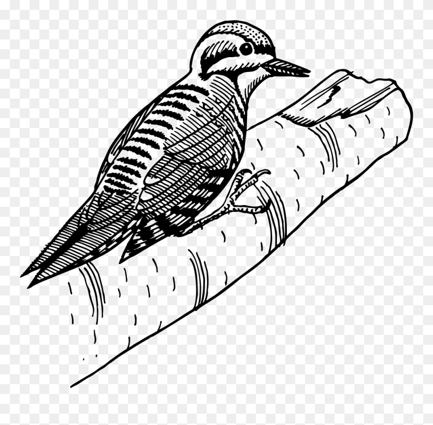 Woodpecker Clipart