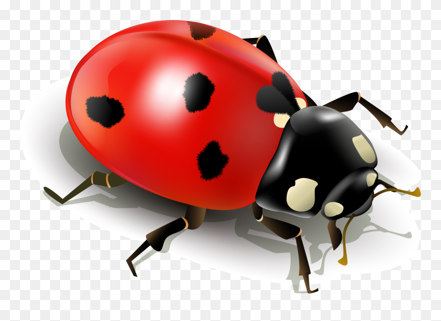 Insect Ladybird Clip Art - Purple Beetle Clip Art - Png Download