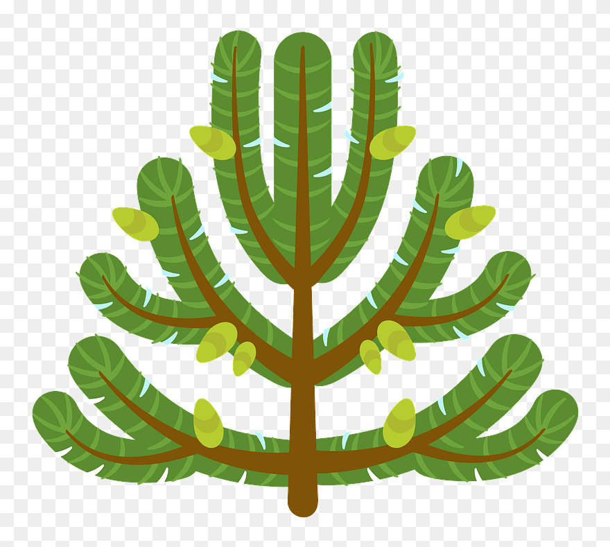 Pine Tree Clipart - Illustration - Png Download
