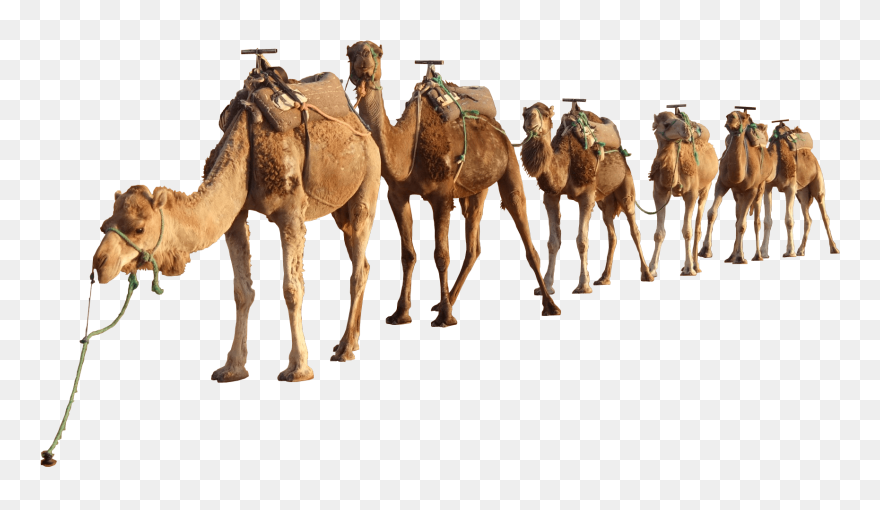 Camels Png Clipart