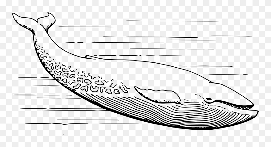 Blue Baby Whale Svg Clip Arts - Colour In Blue Whale - Png Download