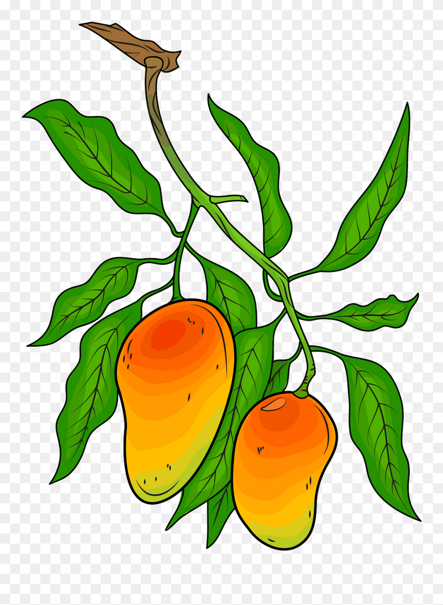 On The Free Download - Botanical Drawing Of Mango Clipart