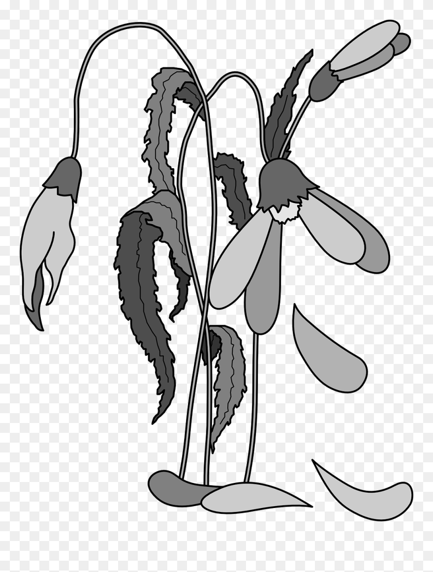 Wilted Flowers Dead Free Photo - Dead Plant Clip Art - Png Download