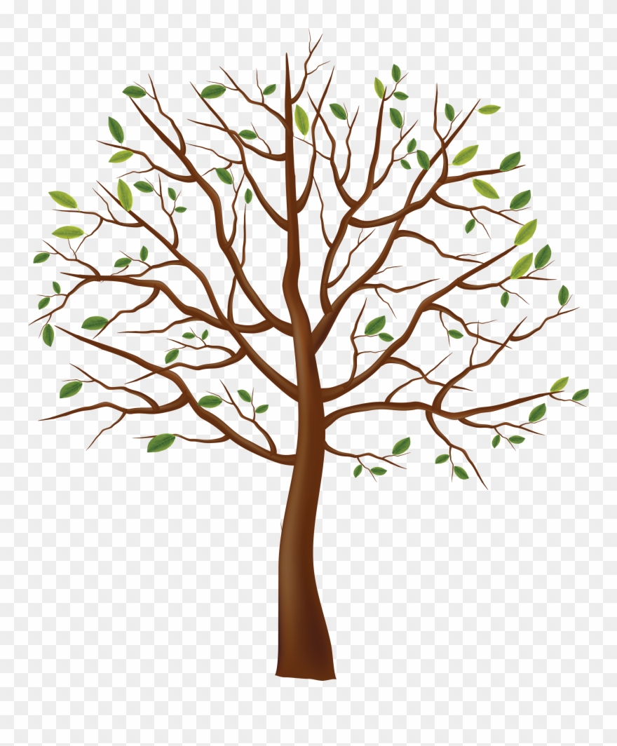 Tree Clipart Png Clipground Lpn Clip Art Nursing School - Tree Drawing No Background Transparent Png