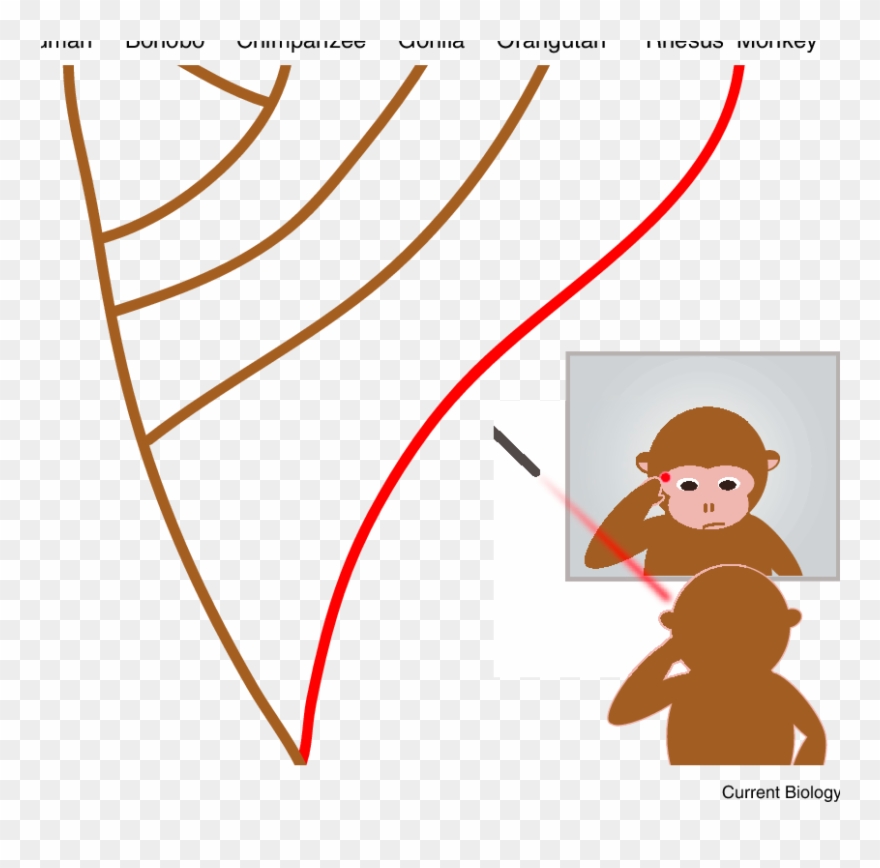 Used A Mildly Irritating Red Laser In Combination With - Monkey Clipart