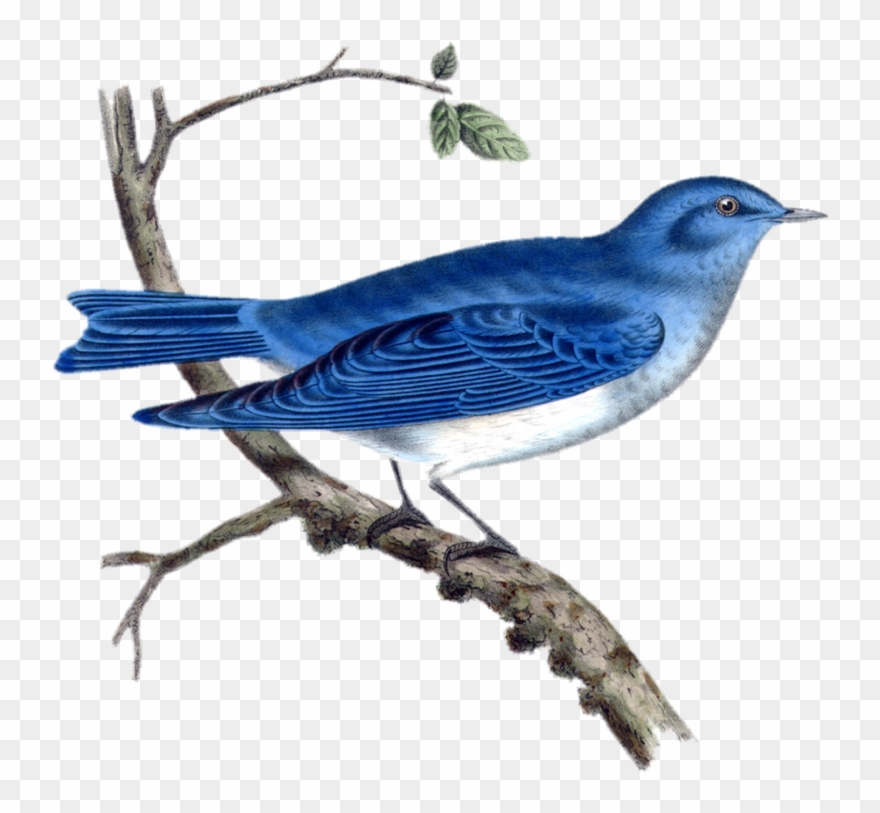 Tweet - Vintage Bird Illustration Public Domain Clipart