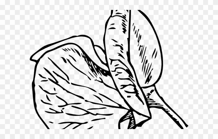 Pea Clipart Outline - Sweet Pea Flower Tattoo - Png Download