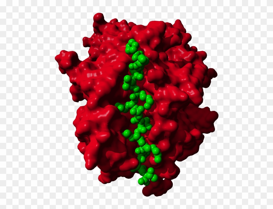 Hla A2 - Thumbnail Clipart