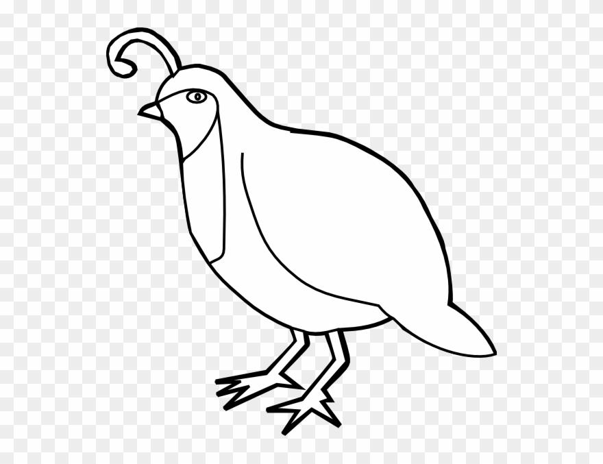 Quail Outline Hi 570×597 Pixels Silhouette Art, Church - Quail Clip Art Black And White - Png Download