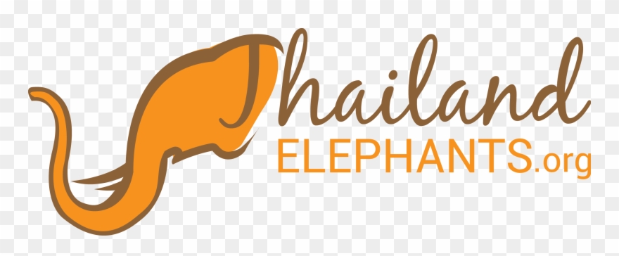 Thailand Elephants - One Boy Thousand Feelings Png Clipart