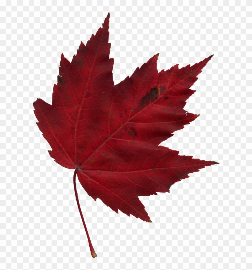 Ninjutsu Training Bujinkan Mimizuku Dojos Edmonton - Falling Red Maple Leaf Clipart