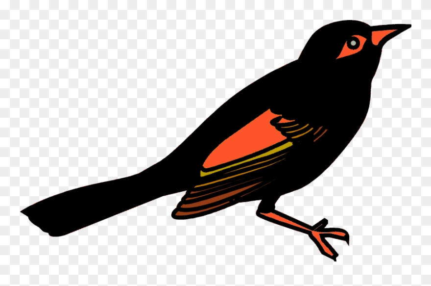 Bill Wallace - Great Kiskadee Clipart