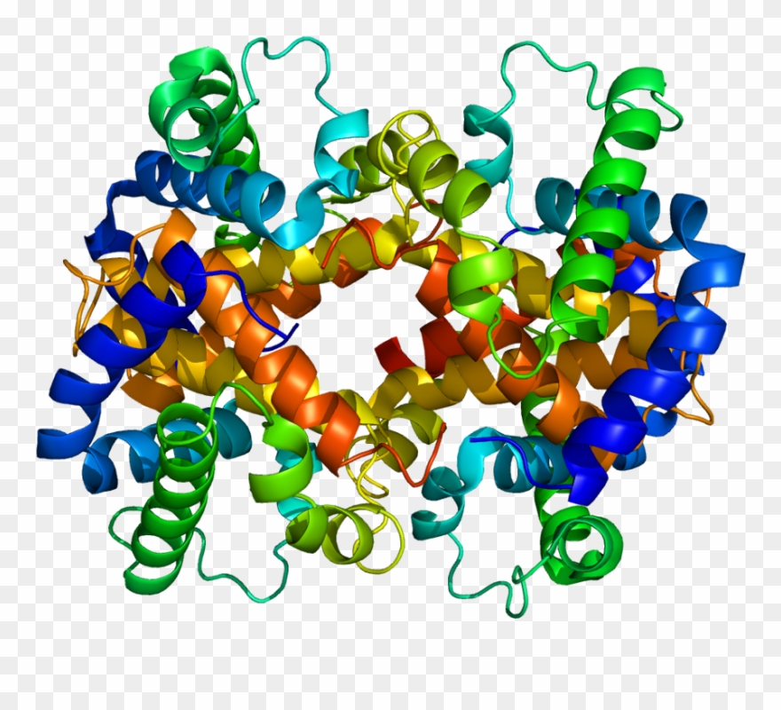 In High Protein Diets - Hemoglobin Protein Clipart