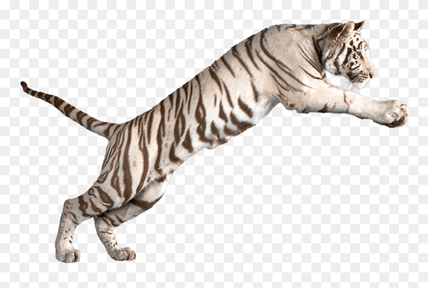 White Tiger Clipart Bengal Tiger - White Tiger No Background - Png Download