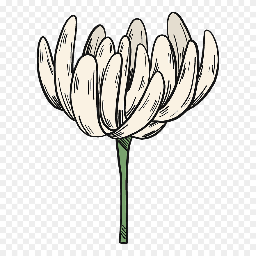 White Clover Flower Clipart - Tulip - Png Download