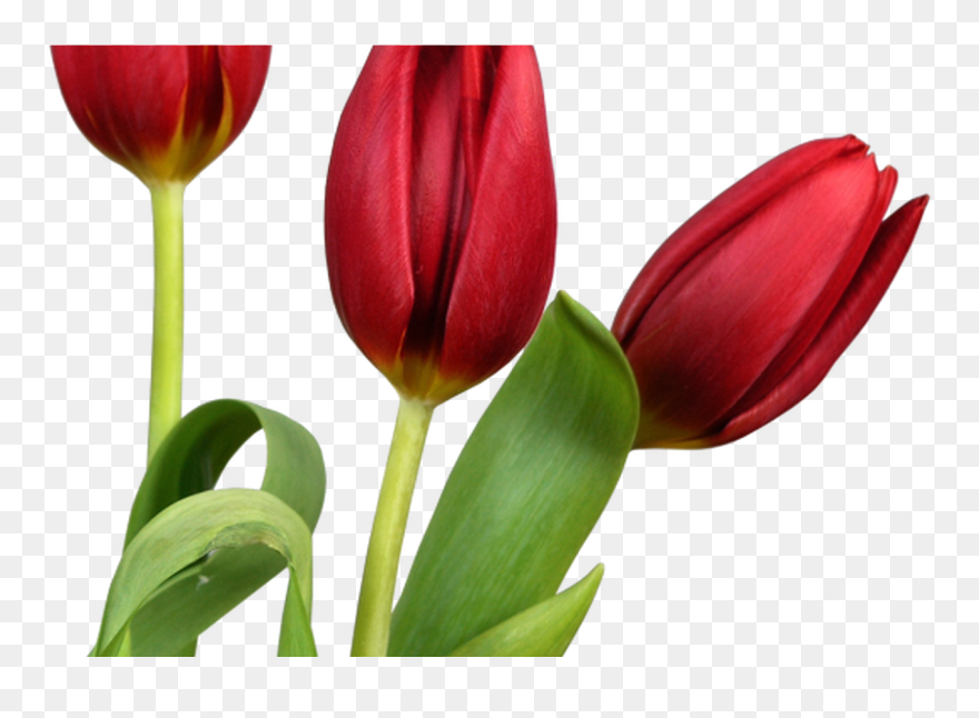 Transparent Tulips Clipart - Beautiful Flower In Good Morning - Png Download